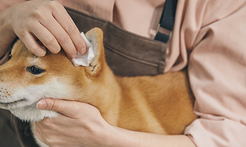 공지사항이미지1