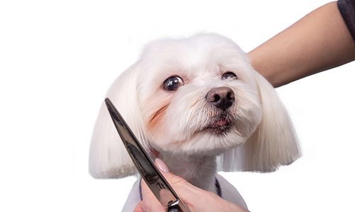 공지사항이미지3