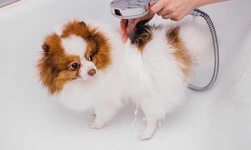 공지사항이미지2