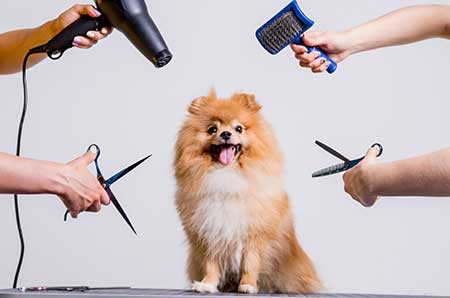 펫 스타일리스트