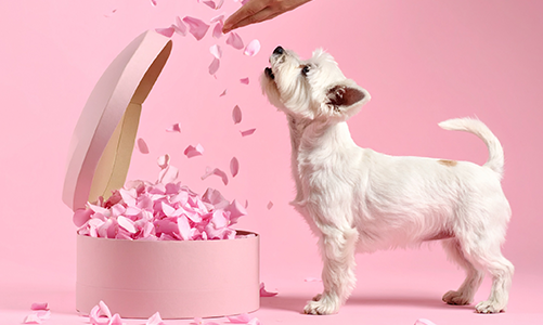 공지사항이미지1